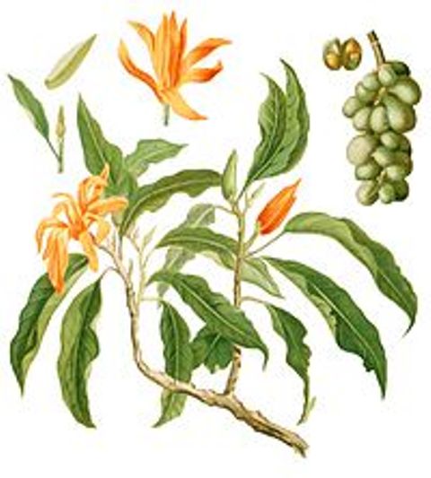 200px-Michelia_champaca_Blanco1.191-cropped