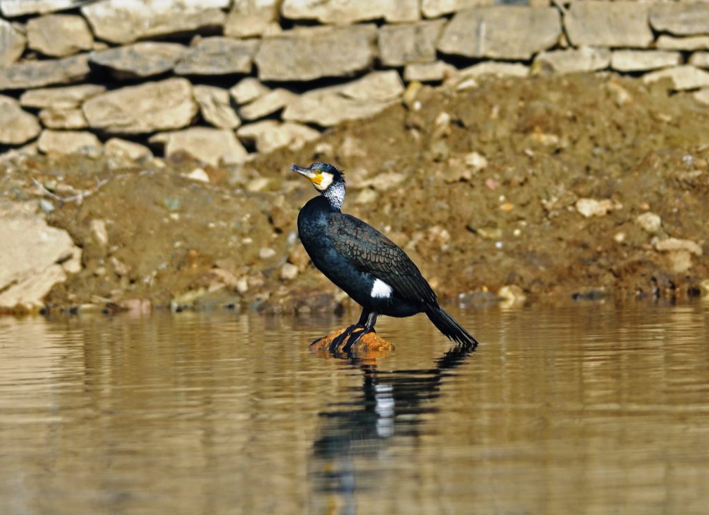 Great Cormorant-Jyotendra Thakuri