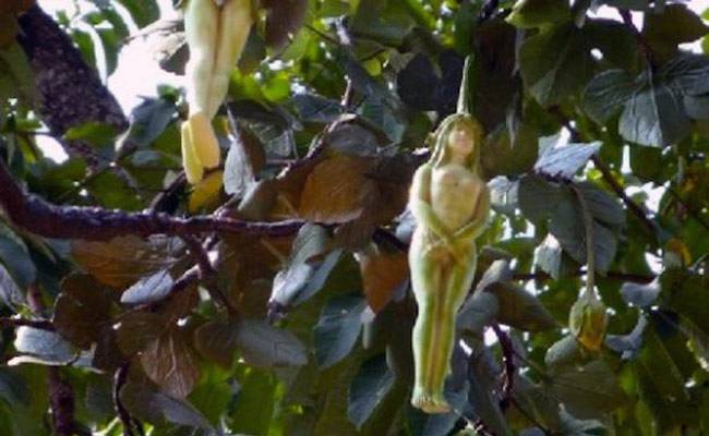 mystery-fruit_650_071216031000