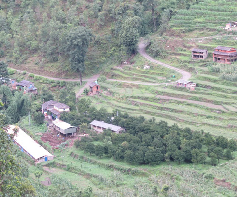 म्याग्दीको बेनी–१४ बास्कुनाका कृषकले गरेको व्यावसायिक सुन्तला खेती । बास्कुना गाउामा अन्नबाली लगाउने खेतबारीमा सुन्तला खेती गरेपछि गाउा नै सुन्तलाका बोटले ढाकेको छ । तस्बिर : कमल खत्री, म्याग्दी, रासस