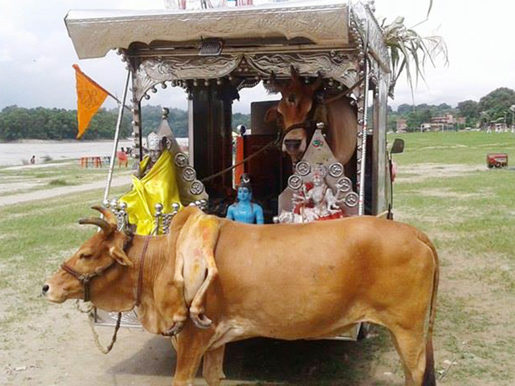 चितवनको नारायणगढमा शुक्रबार ढाडमा खुटटा भएको गाई र निधारमा मुख र सिङ पलाएको अनौठो साँढे (रथमा) प्रदर्शन गरिँदै । गाई र साँढेलाई स्थानियवासीले पुजा गर्छन । तस्बिरः नारायण ढुंगाना ,रत्ननगर(चितवन), रासस
