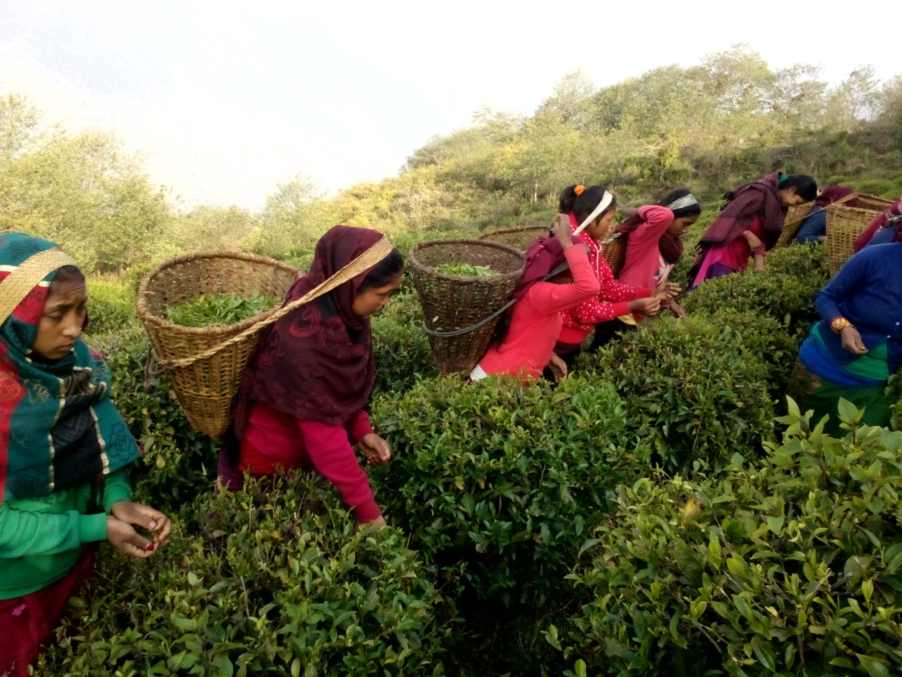 लमजुङ उत्तरकन्या गाविसको घलेगाउँको चियाबगानमा चिया टिप्दै स्थानीयवासी । यहाँका भुजुङ, उत्तरकन्या, घनपोखरा, पसगाउँ, भोजेलगायतका गाविसमा चियाखेती गरिएको छ । तस्बिरः ऋषिराम अधिकारी, बेसीशहर (लमजुङ), रासस