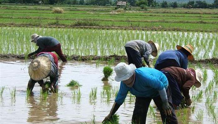 riceplanting700