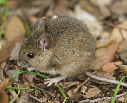 rat