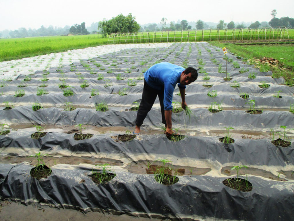कञ्चनपुरको जोनापुरका कृषक नयाँ प्रविधिबाट गरिएको तरकारी खेतीमा घाँस उखेल्दै । तस्बिरः राजेन्द्रप्रसाद पनेरु, रासस