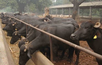 फाइल फोटो