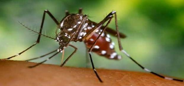 chikungunya-mosquito-650x325