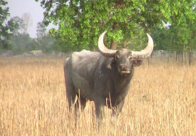 फाइल फोटो